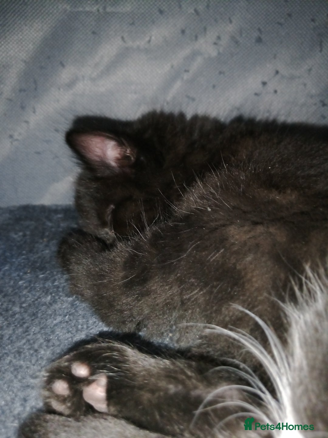 Mixed Breed cats for sale: Kittens - Image 2