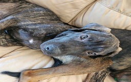 Cane Corso dogs for sale: Cane corso  - Image 8