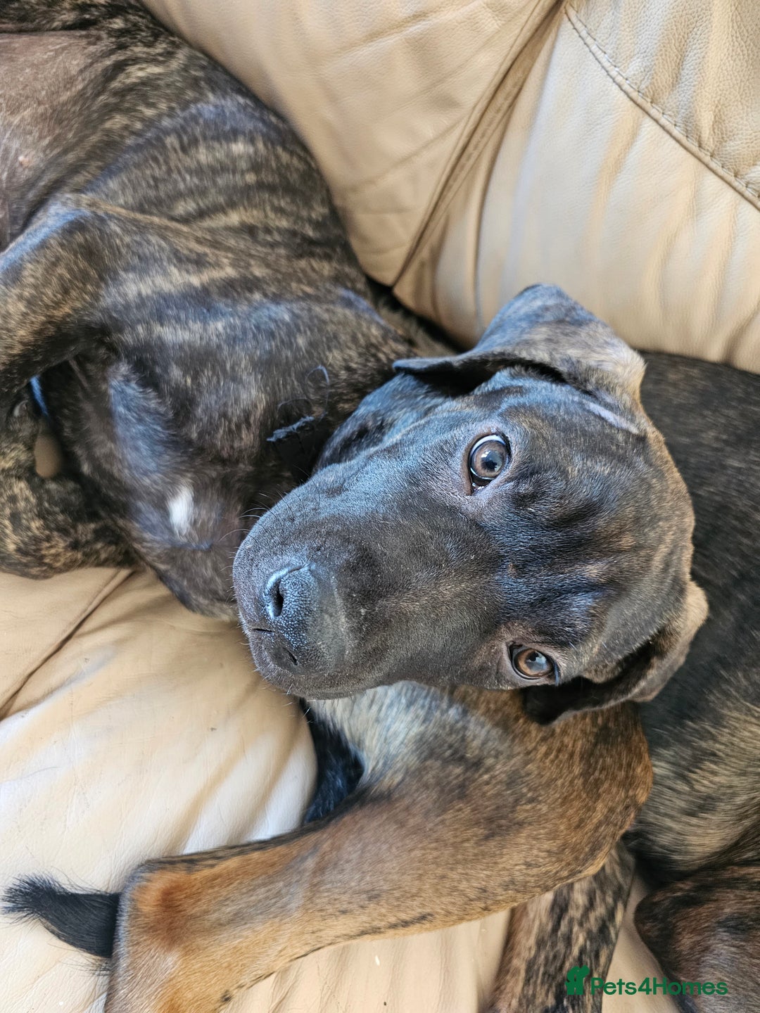 Cane Corso dogs for sale: Cane corso  - Image 8