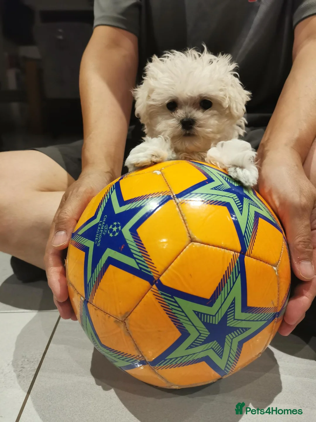 Maltipoo dogs for sale: Maltipoo F1 Toy Size, KC Parents, DNA Tested Clear - Advert 1