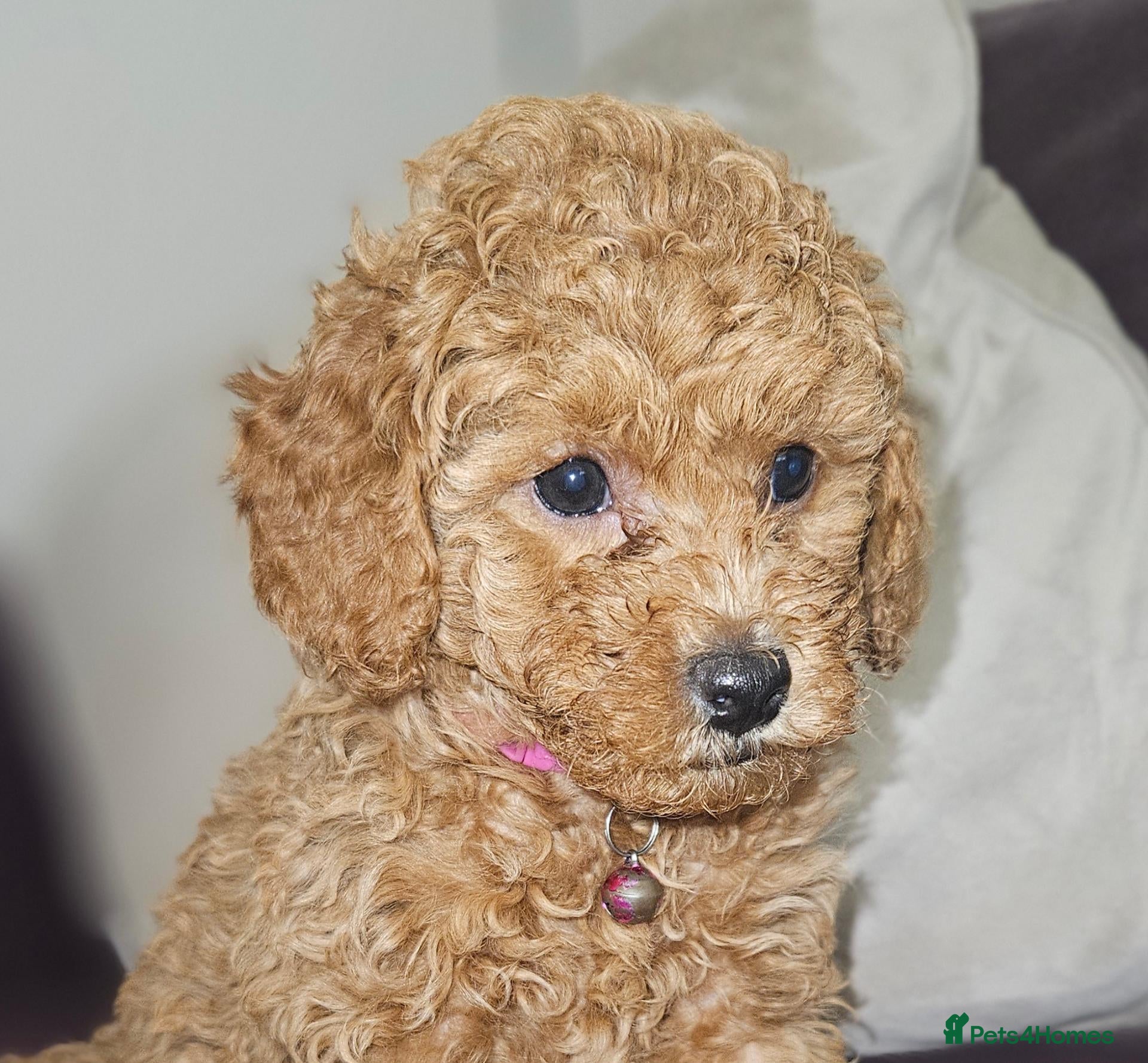 Toy Poodle dogs Ready Friday!Licensed breeder , kc toy poodle Girl - Advert 1