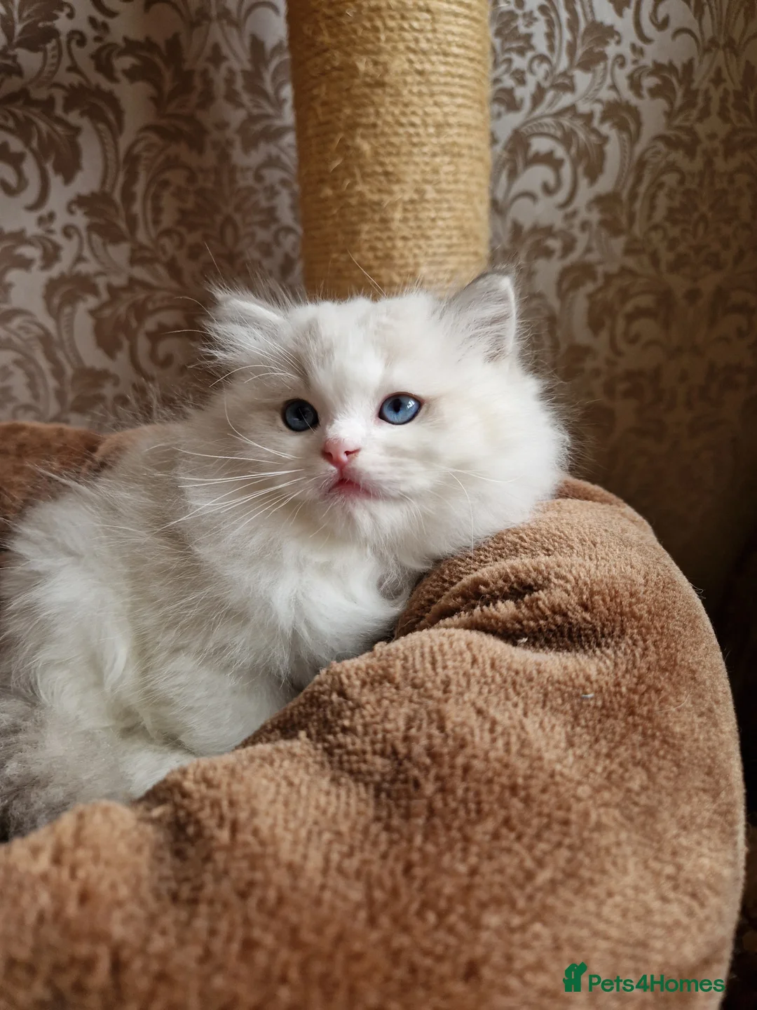 Ragdoll cats for sale: Show quality Ragdoll kittens  - Advert 14