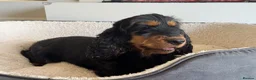 Cocker Spaniel dogs for sale: BEAURIUFL KC REG HEALTH TESTER COCKER SPANIELS  - Advert 8