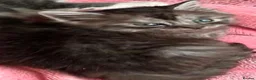 Maine Coon cats for sale: Maine on kittens in Middlewich - Advert 6