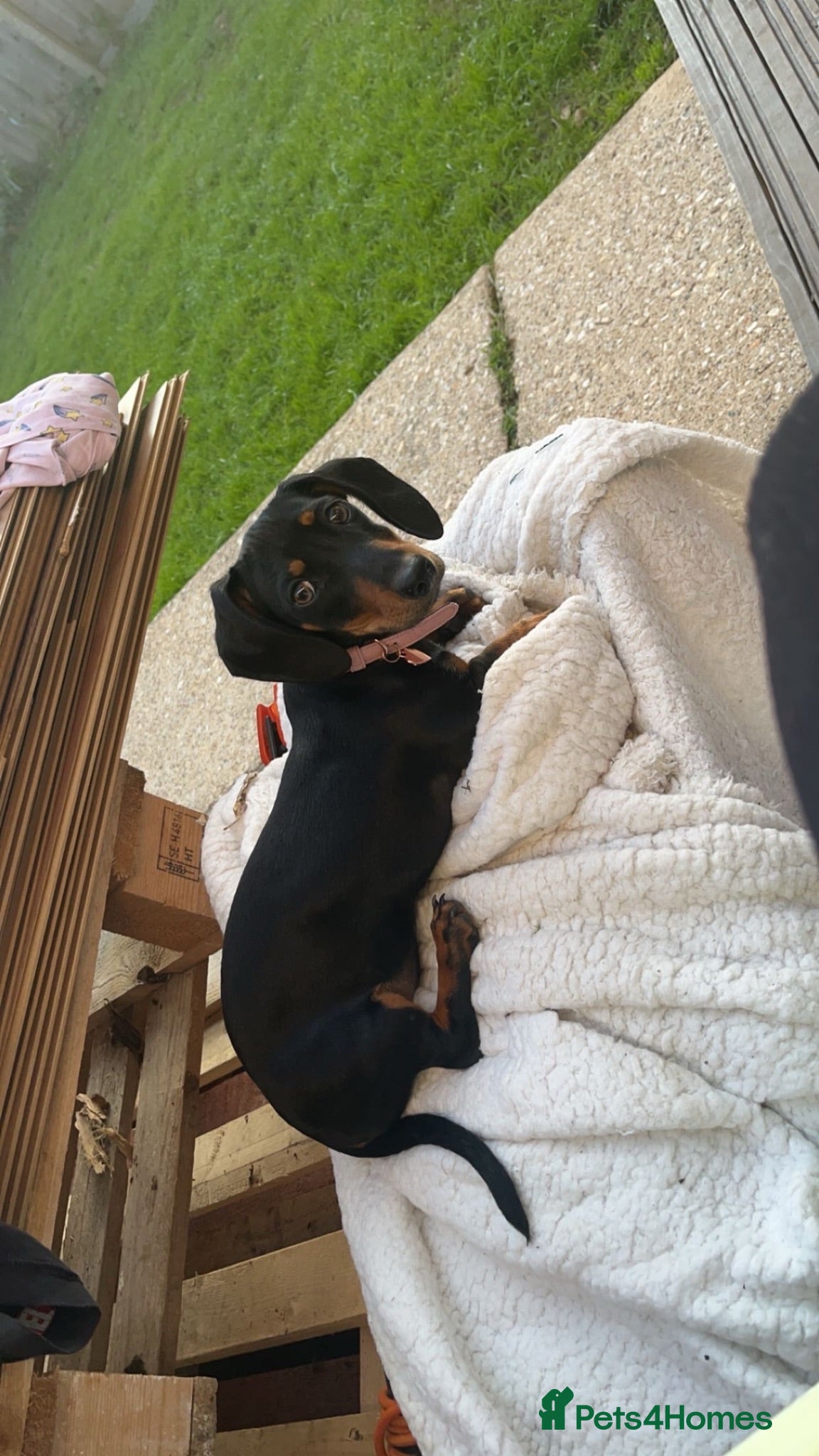 Miniature Dachshund dogs 6 smooth haired miniature dachshunds! - Advert 1