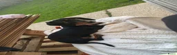 Miniature Dachshund dogs for sale: 6 smooth haired miniature dachshunds! - Advert 1