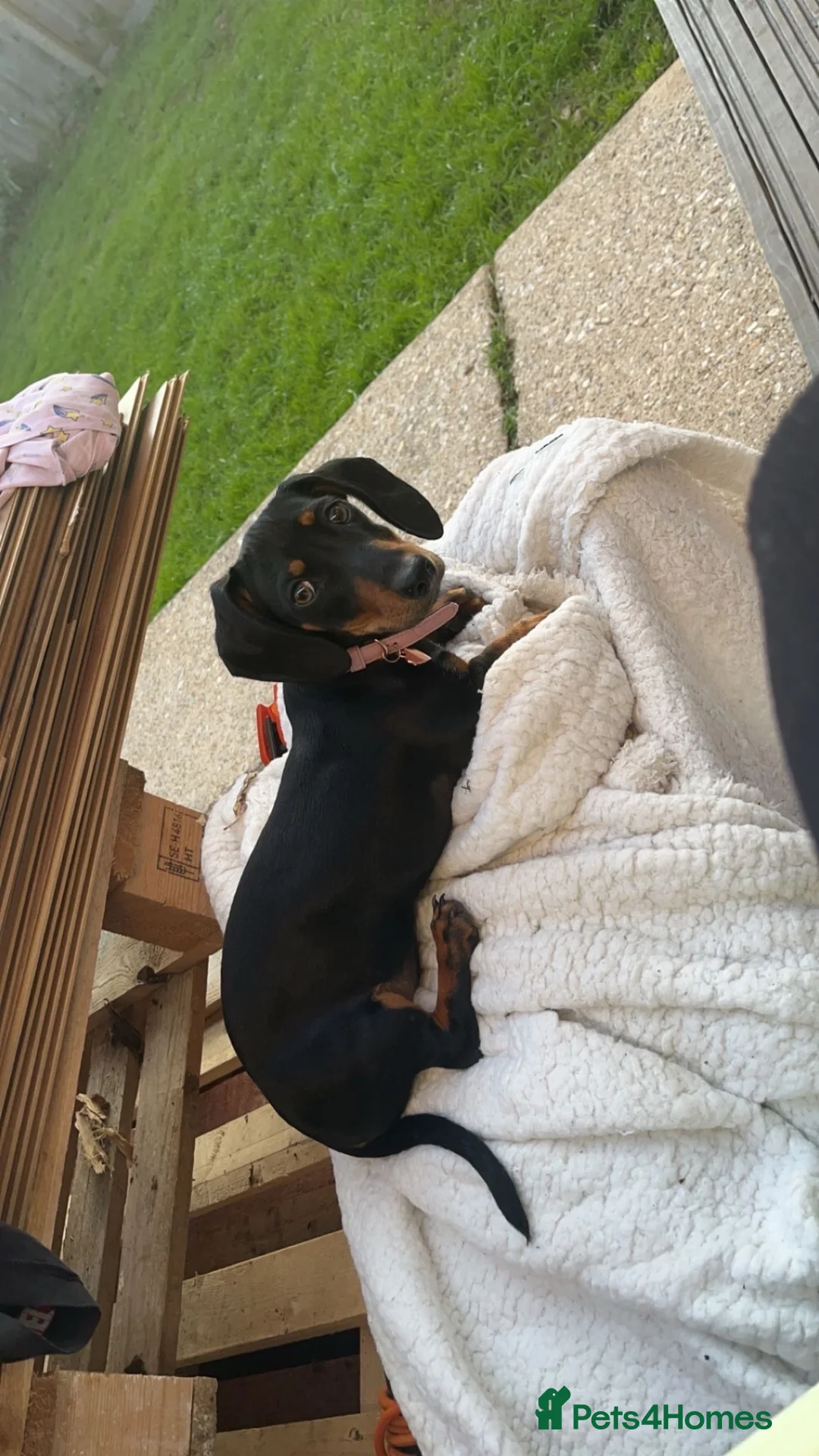 Miniature Dachshund dogs for sale: 6 smooth haired miniature dachshunds! - Advert 1