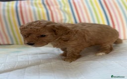 Toy Poodle dogs for sale: Tiny toy poodle boys  - Advert 37