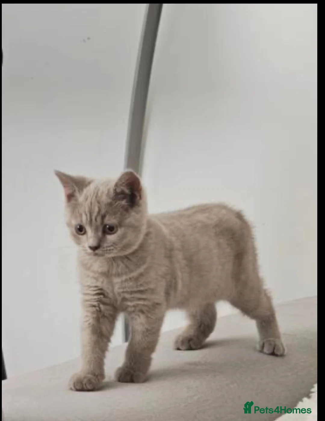 British Shorthair cats for sale: British short-hair kittens - Advert 2