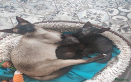 Oriental cats for sale: Oriental kittens - Image 1
