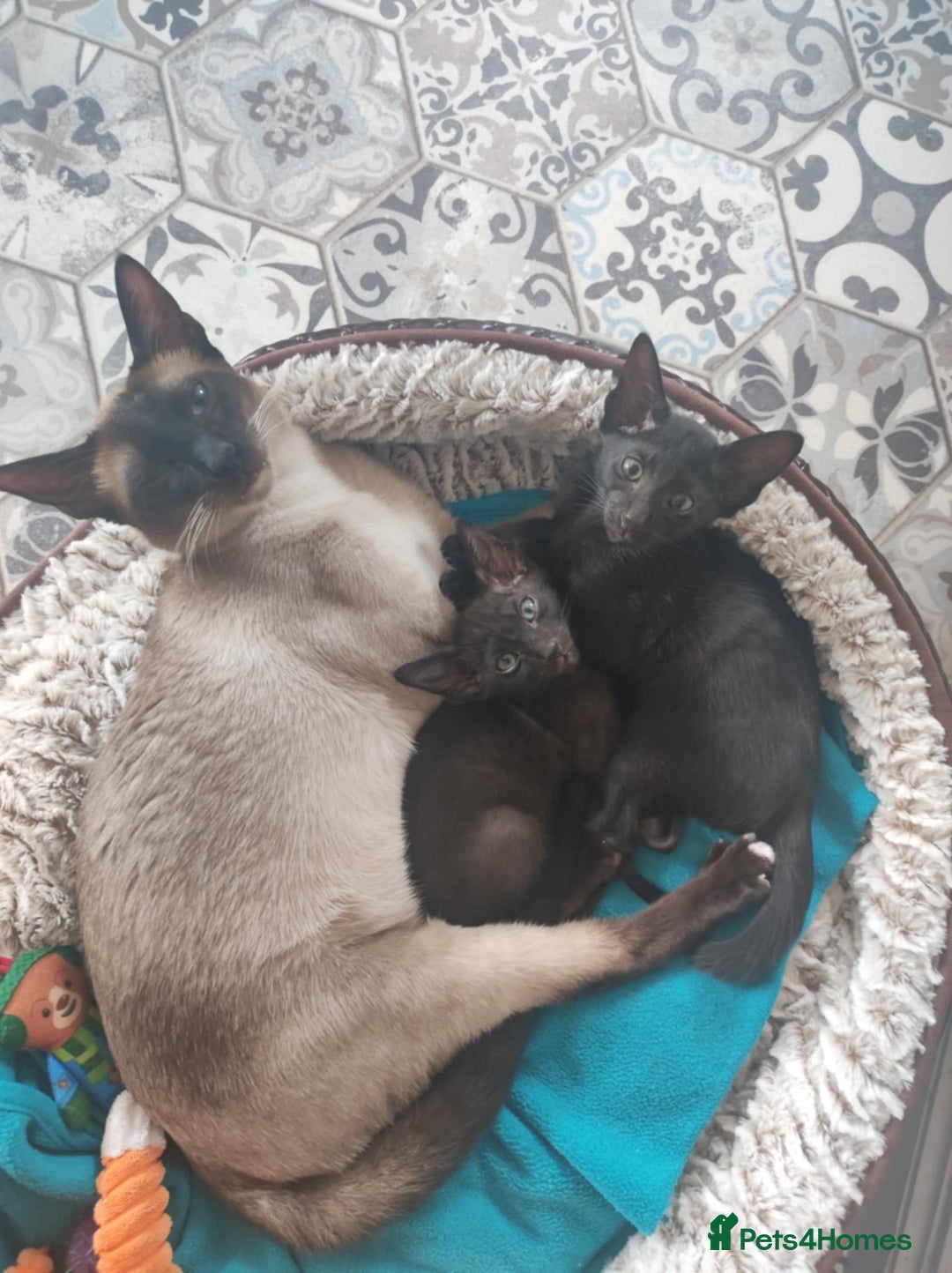 Oriental cats for sale: Oriental kittens - Image 1