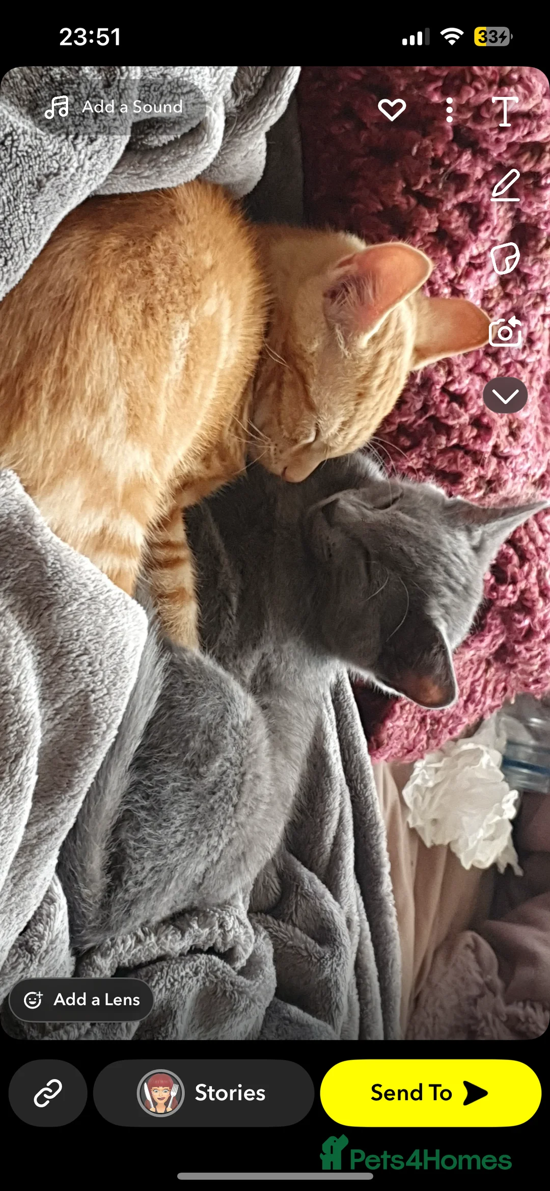 Mixed Breed cats for sale: Rehoming Cats  in Grimsby - Advert 8