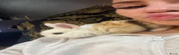 Mixed Breed rabbits for sale: 2 beautiful blue eyed male magpie harlequin dutch - Advert 6