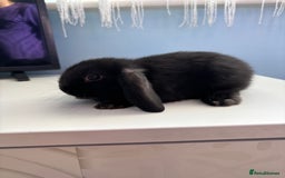 Mini Lop rabbits for sale: 3 pure Mini Lop left  - Image 8