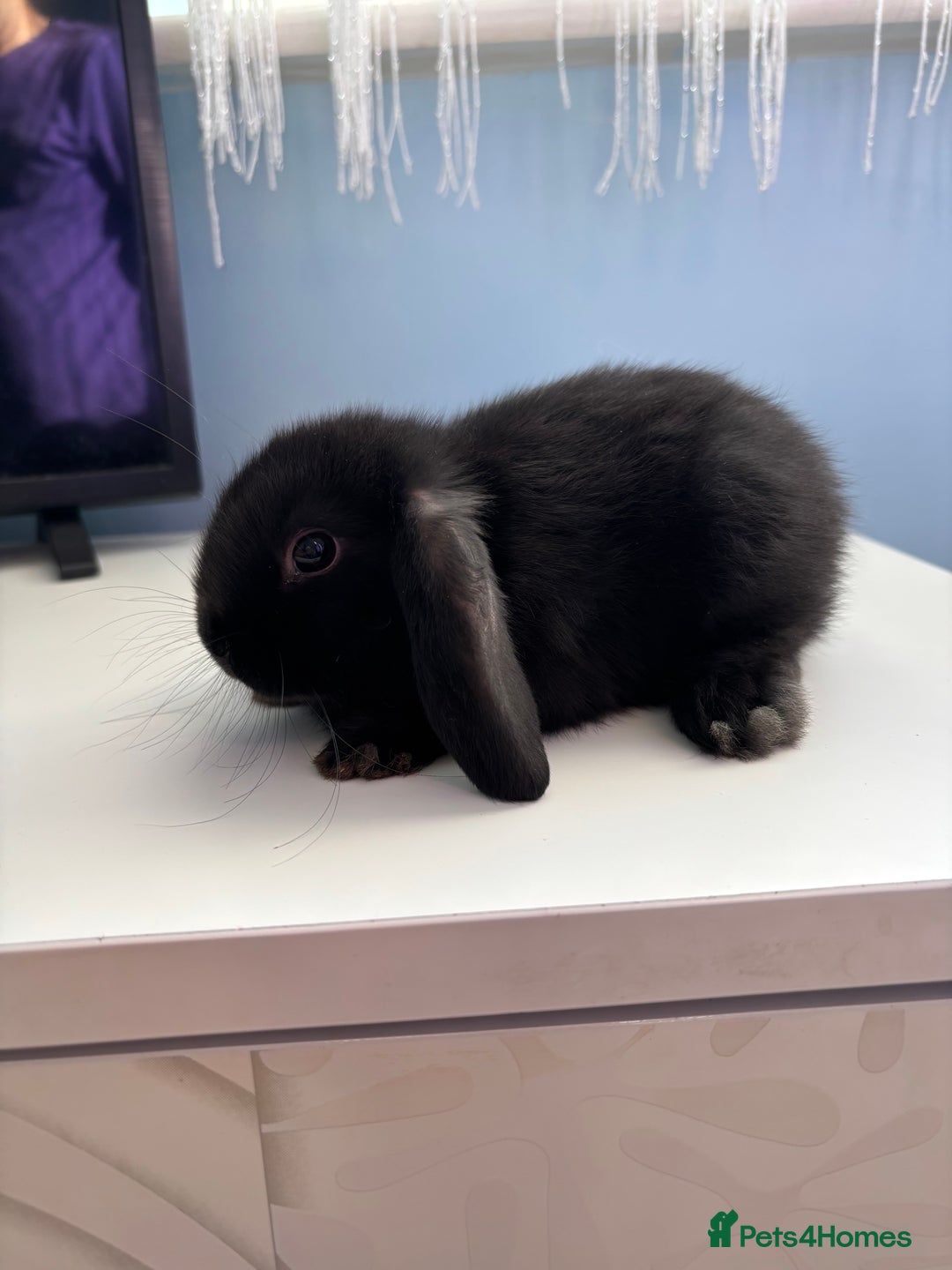 Mini Lop rabbits for sale: 3 pure Mini Lop left  - Image 8
