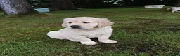 Golden Retriever dogs for sale: Beautiful litter of golden retriever  - Advert 8