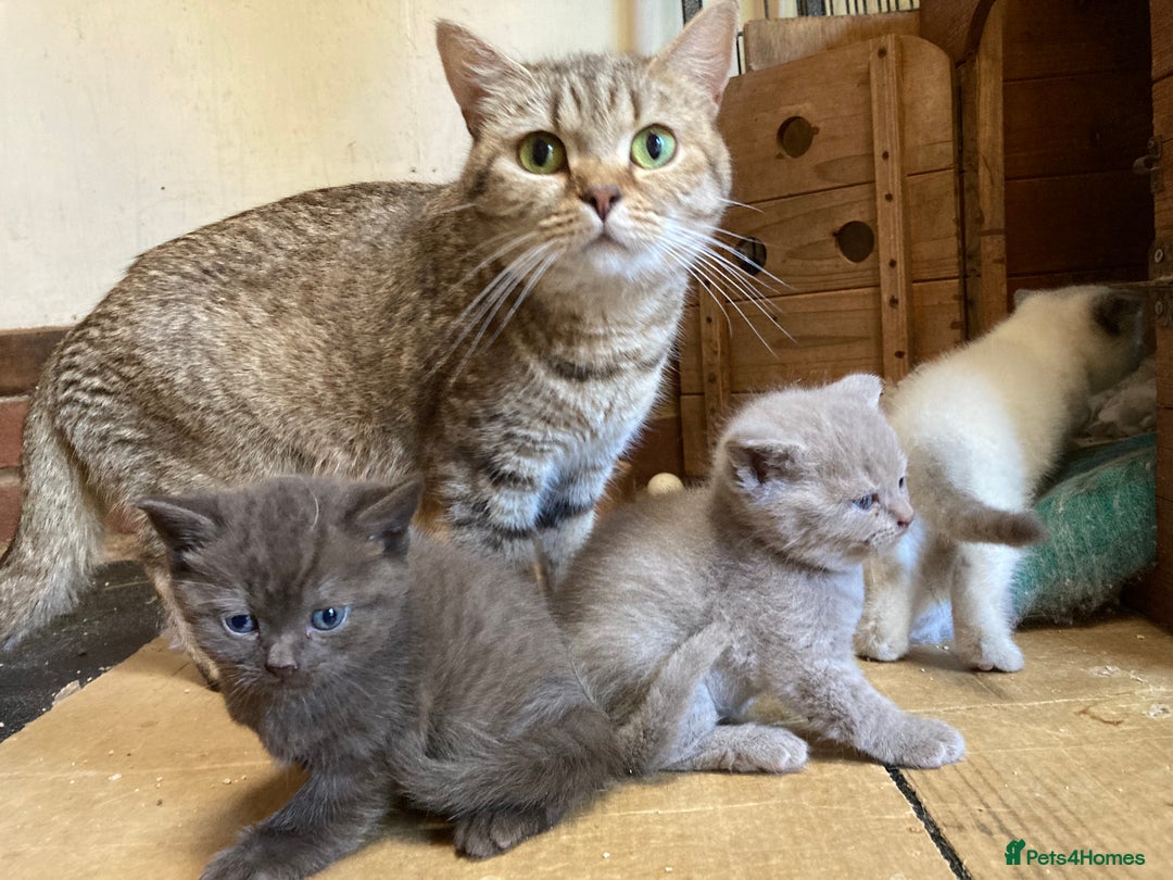 British Shorthair cats for sale: Healthy, happy kittens - Image 12