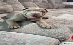 Mixed Breed dogs for sale: Bullpei puppies  - Image 4