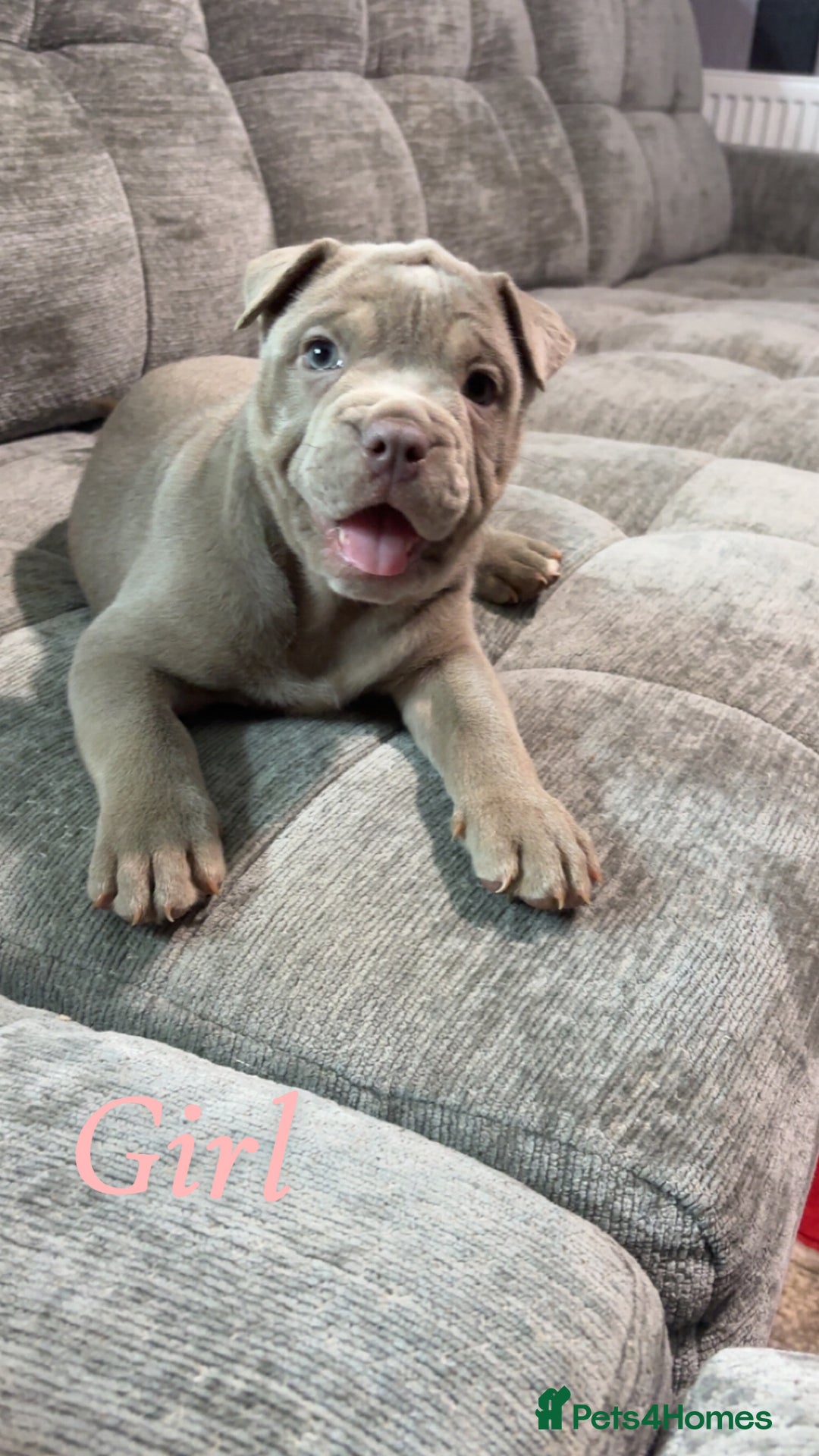 Mixed Breed dogs for sale: Bullpei puppies  - Image 4