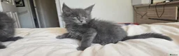 Maine Coon cats for sale: Maine Coon Kitten ready - Advert 15