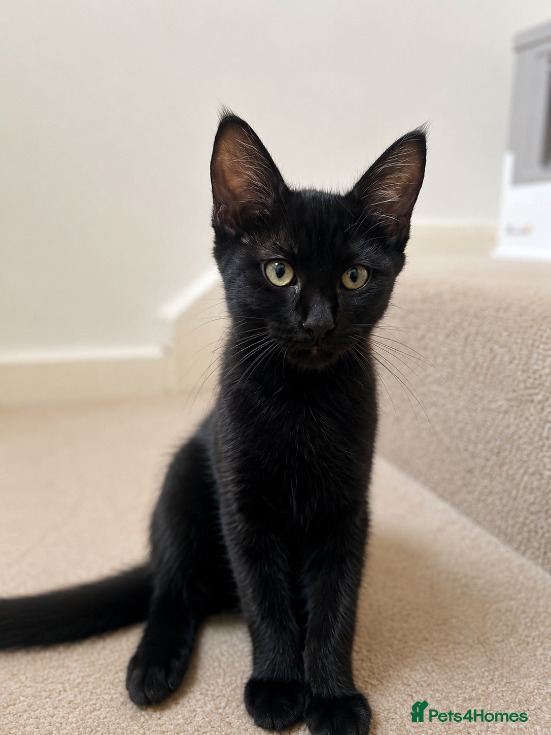 Mixed Breed cats Black shorthaired female kitten  - Advert 3