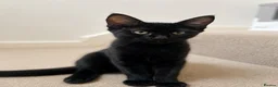 Mixed Breed cats for sale: Black shorthaired female kitten  - Advert 1