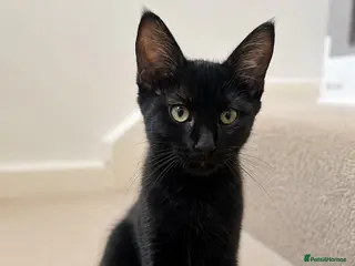 Mixed Breed cats Black shorthaired female kitten - Advert 1