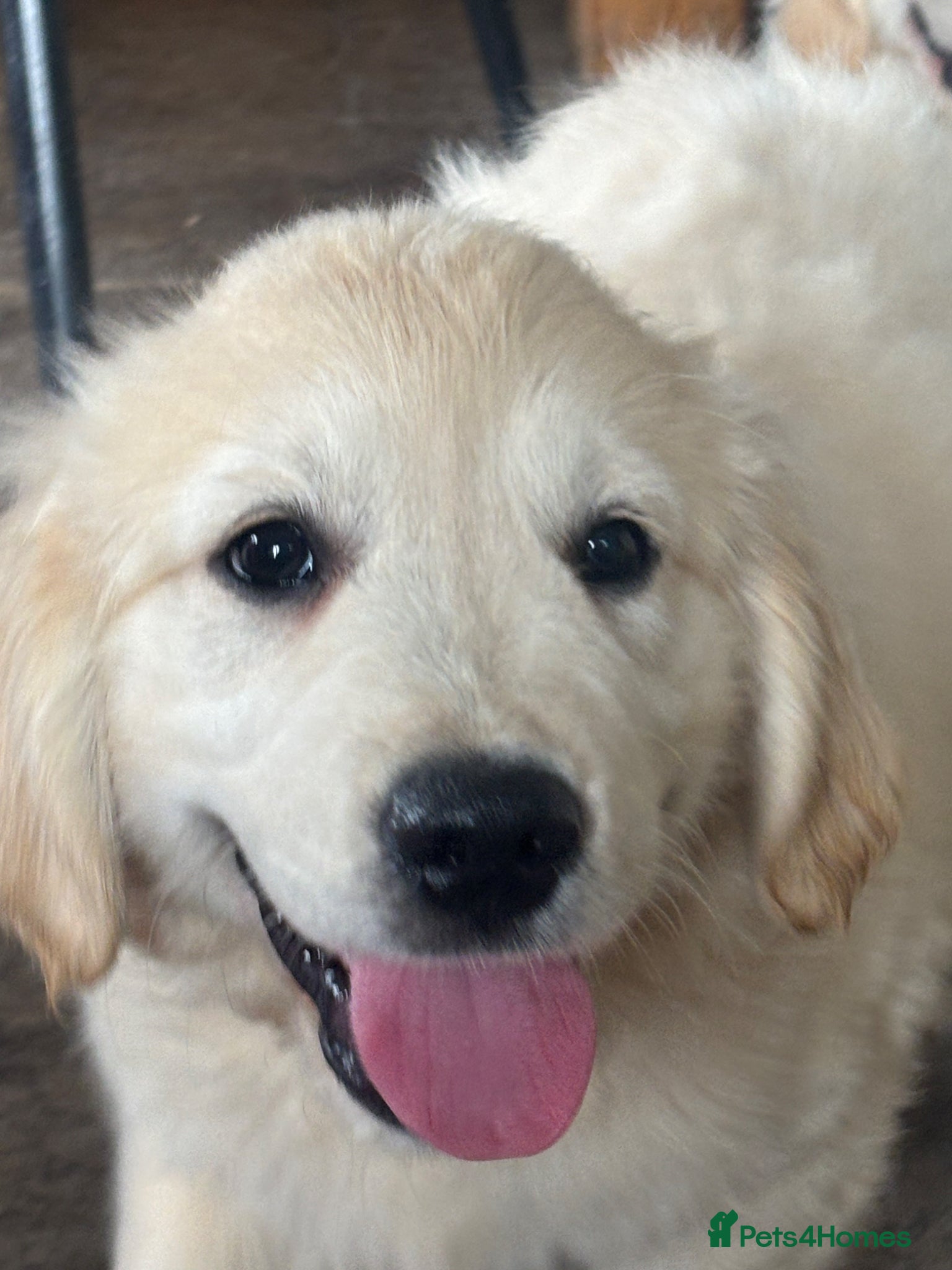 Golden Retriever dogs KC golden retriever pups health tested parents  - Advert 1