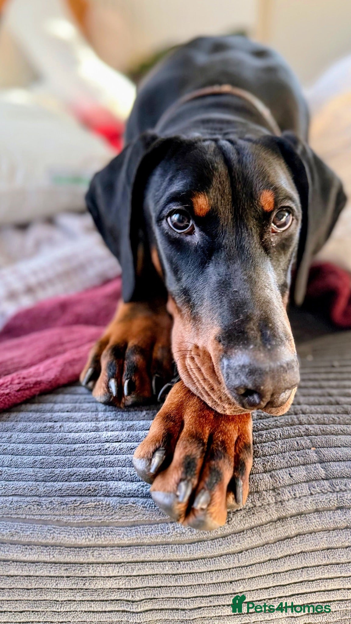 Dobermann dogs Doberman 1 yo needs new family - Advert 3