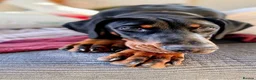 Dobermann dogs for sale: Doberman 1 yo needs new family in Swanscombe - Advert 1