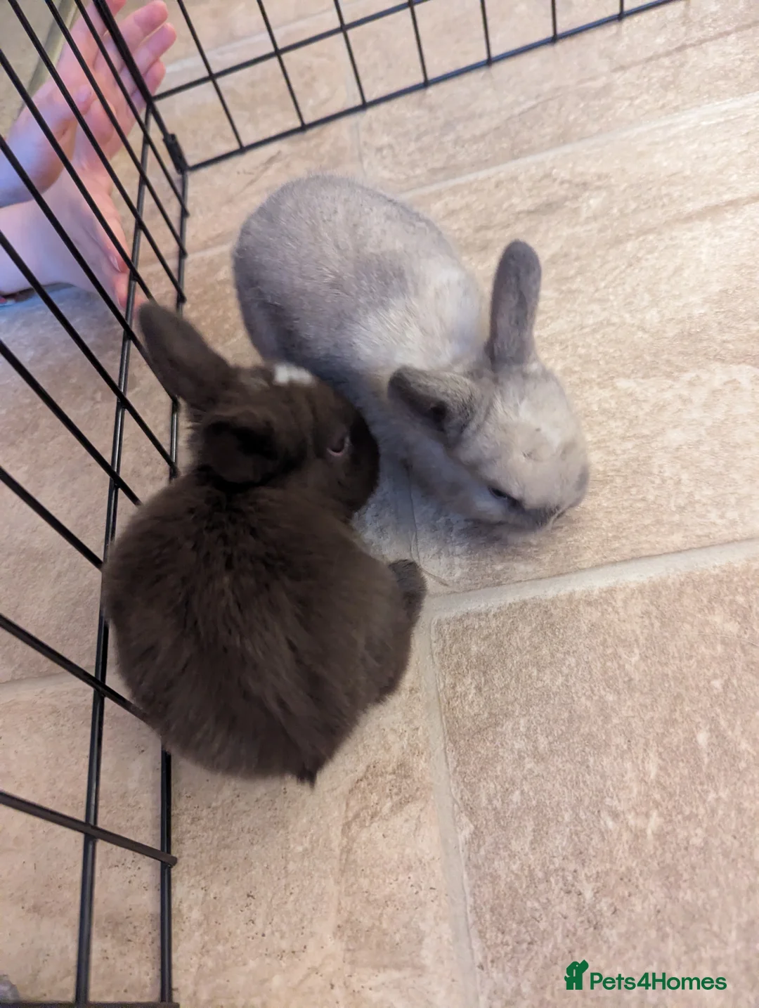 Mini Lop rabbits for sale: 6 beautiful mini lops available 16/3 in Ashford - Advert 16