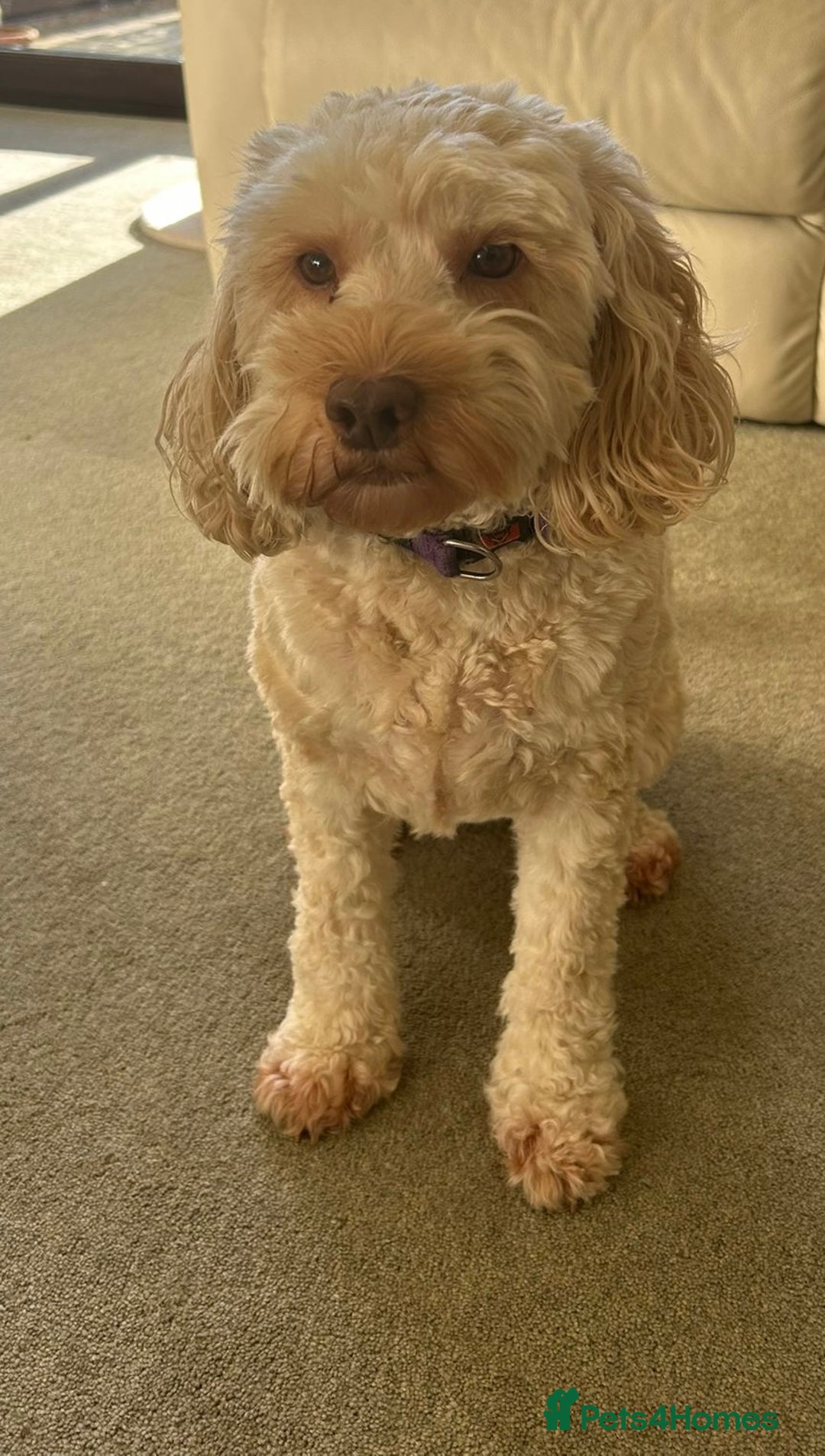 Cockapoo dogs for sale: 6 1/2 Year Old Cockapoo - Advert 2