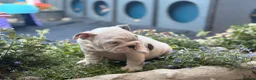 English Bulldog dogs for sale: Rare mini english bulldogs  - Advert 22