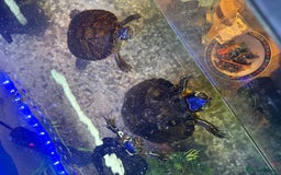 Terrapin reptiles for sale: Turtles - Image 2