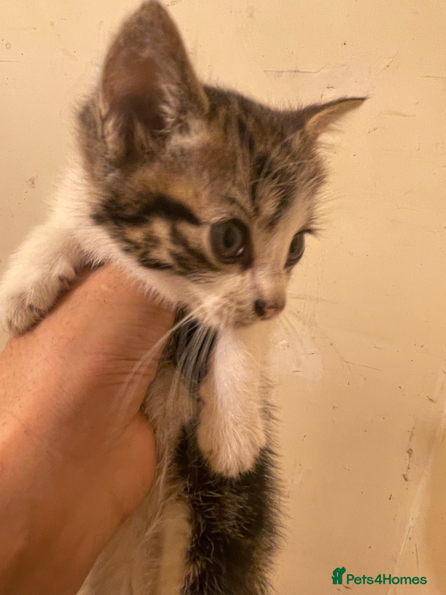 Mixed Breed cats mom and 3 kittens - Advert 1