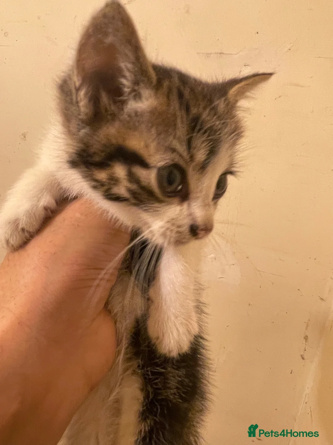 Mixed Breed cats for sale: mom and 3 kittens in Sheffield - Advert 1