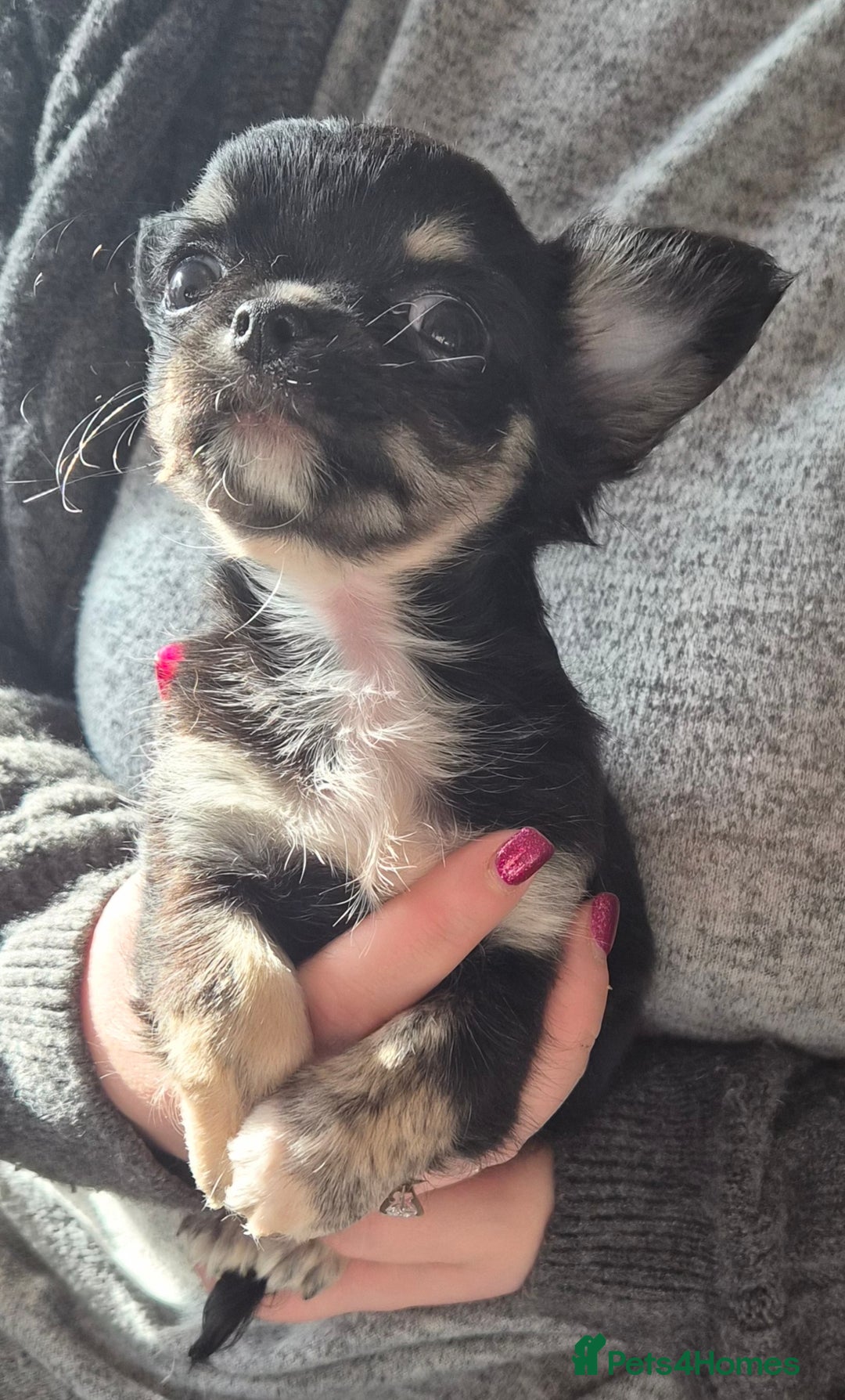 Chihuahua dogs for sale: Beautiful puppies.   - Advert 1