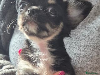 Chihuahua dogs Beautiful puppies. - Advert 13