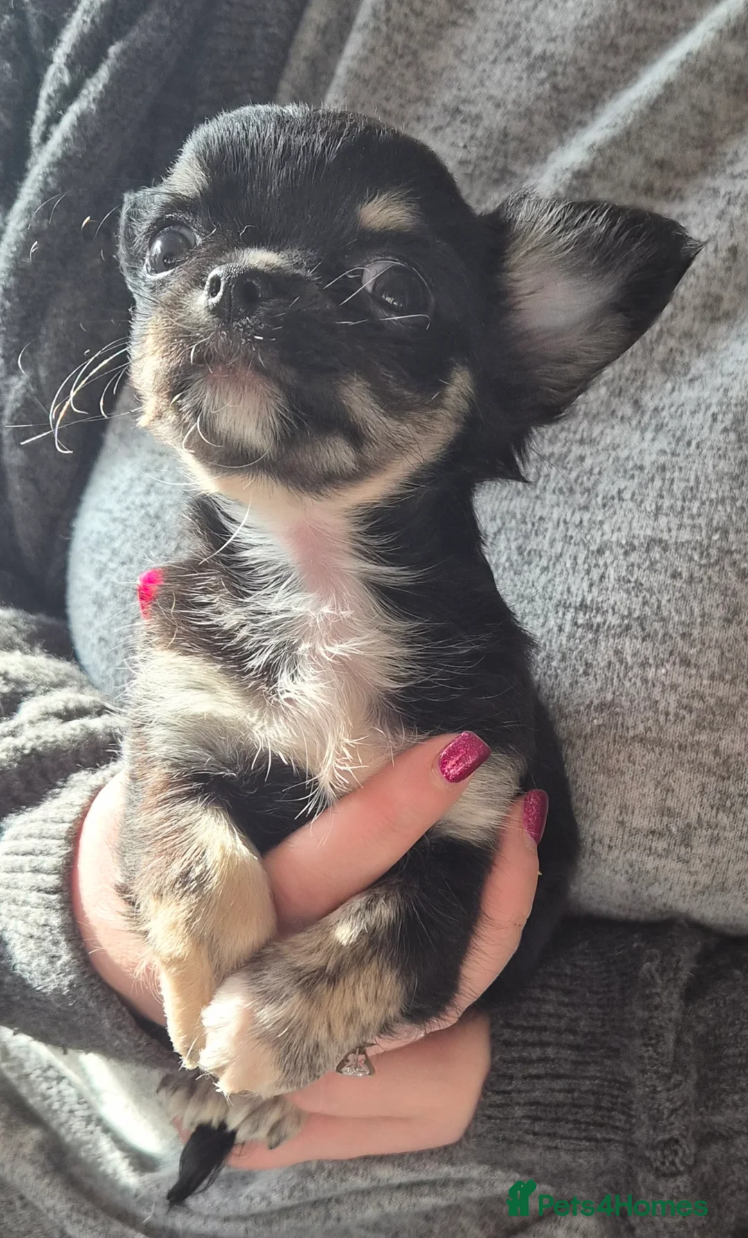 Chihuahua dogs for sale: Beautiful puppies.   - Advert 1