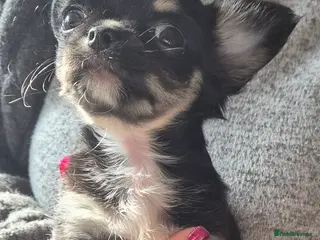 Chihuahua dogs Beautiful puppies. - Advert 1