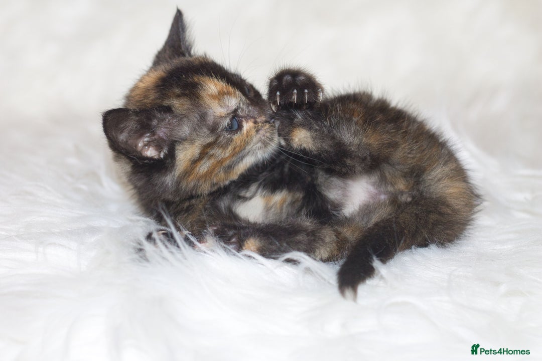 Mixed Breed cats for sale: Happy Healthy Playful Kittens - Image 5