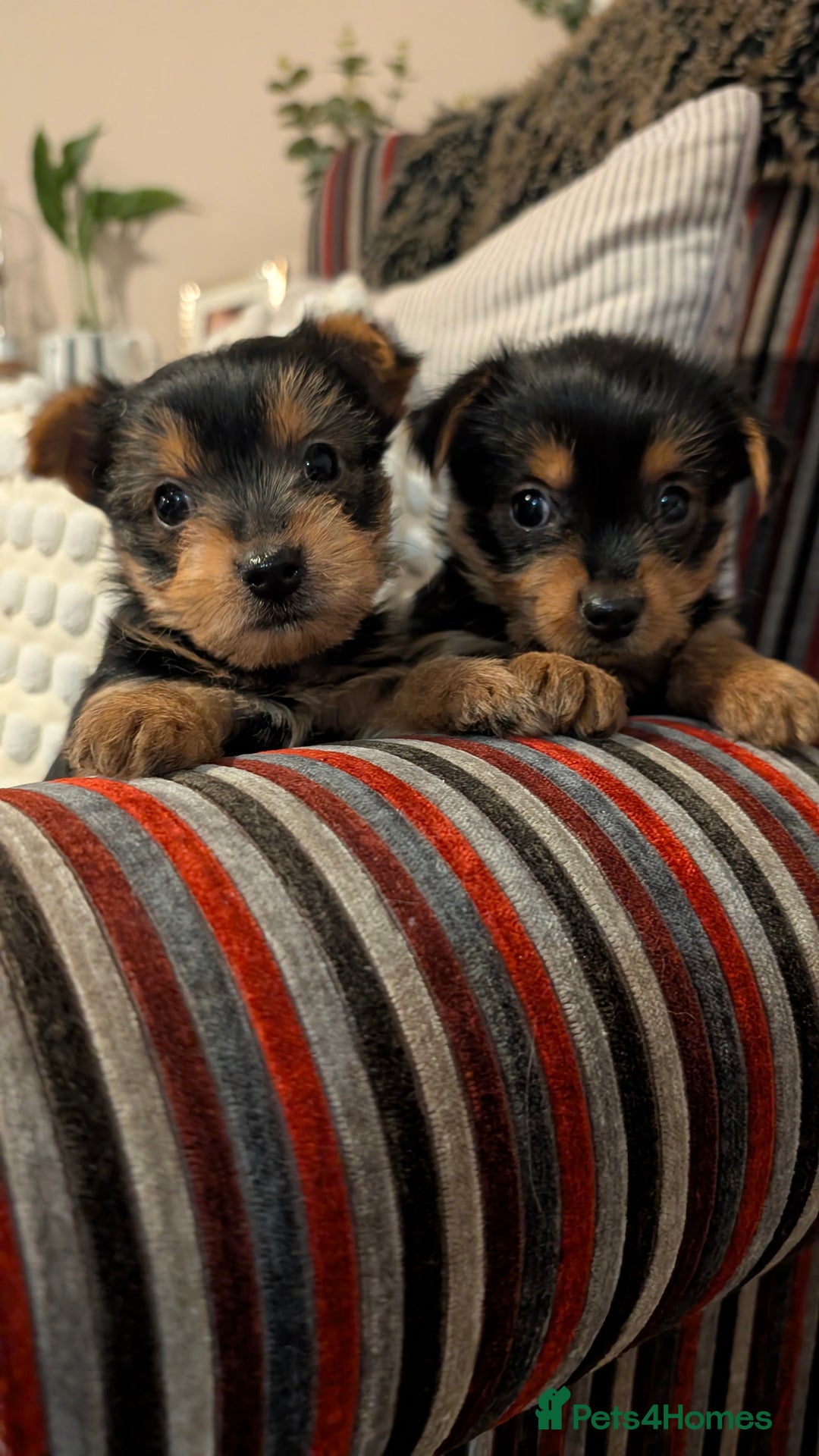 Yorkshire Terrier dogs for sale: Pure Yorkshire Terrier Puppies  - Advert 3