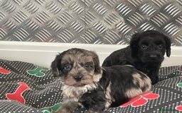 Cockapoo dogs for sale: F1 Cockapoos for sale  - Image 30