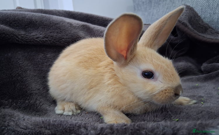 English Lop rabbits in Loughborough - Advert 5