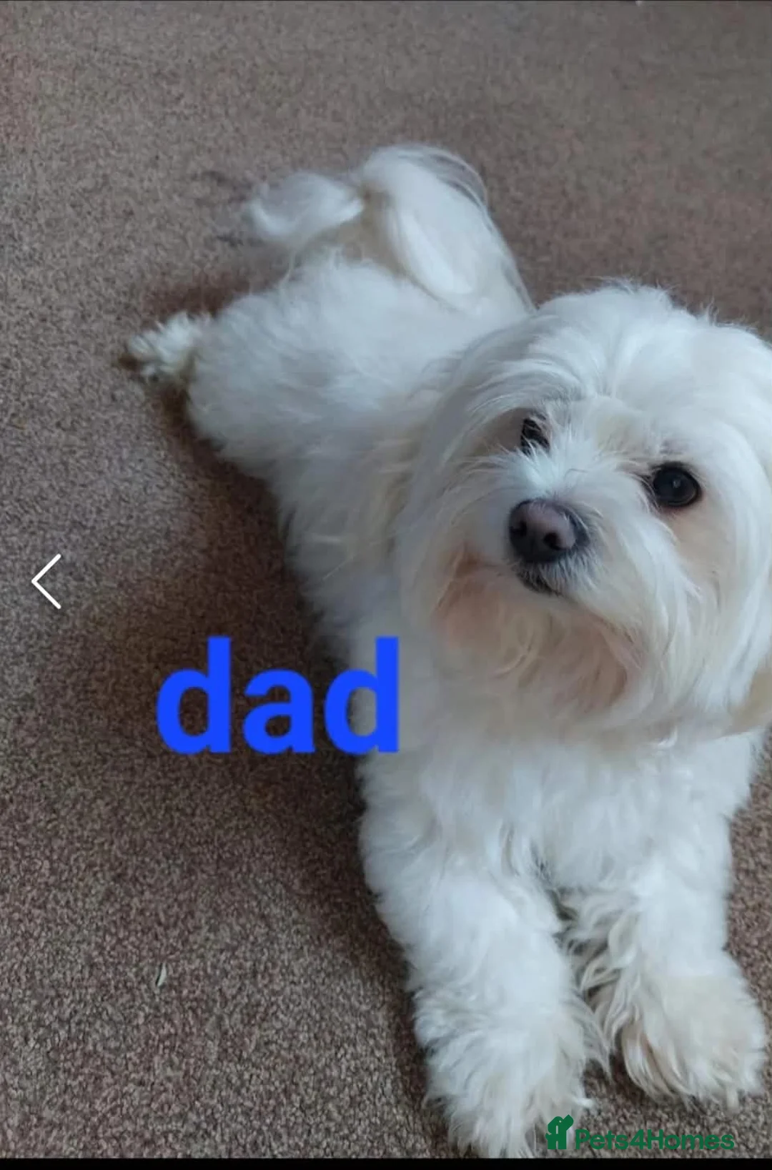 Maltese dogs for sale: Maltese puppies - Advert 2