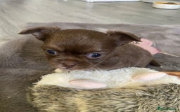 Chihuahua dogs for sale: ❌❌❌ Beautiful Chihuahua Pupppies ❌❌❌ - Image 5