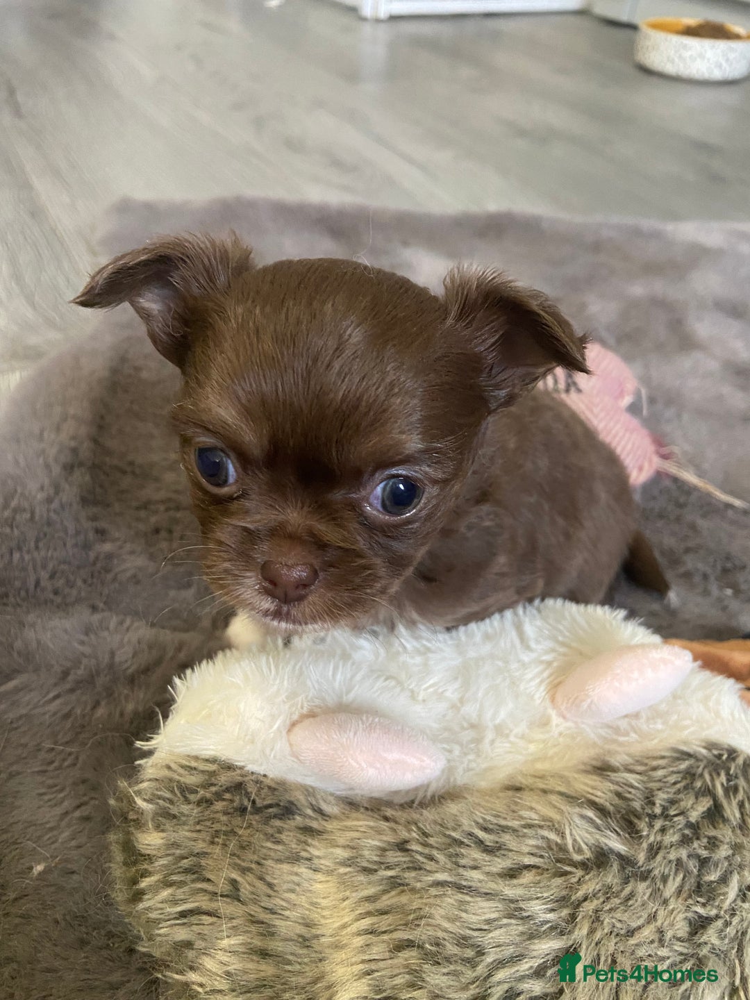 Chihuahua dogs for sale: ❌❌❌ Beautiful Chihuahua Pupppies ❌❌❌ - Image 5