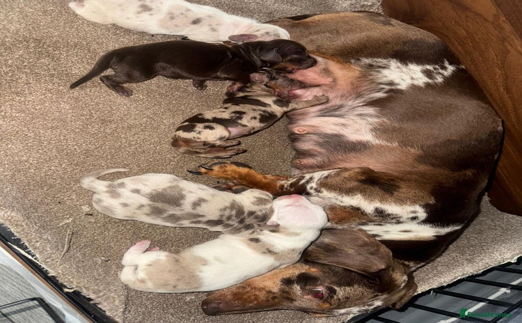 Dachshund dogs - Advert 1