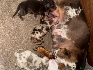 Dachshund dogs - Advert 5