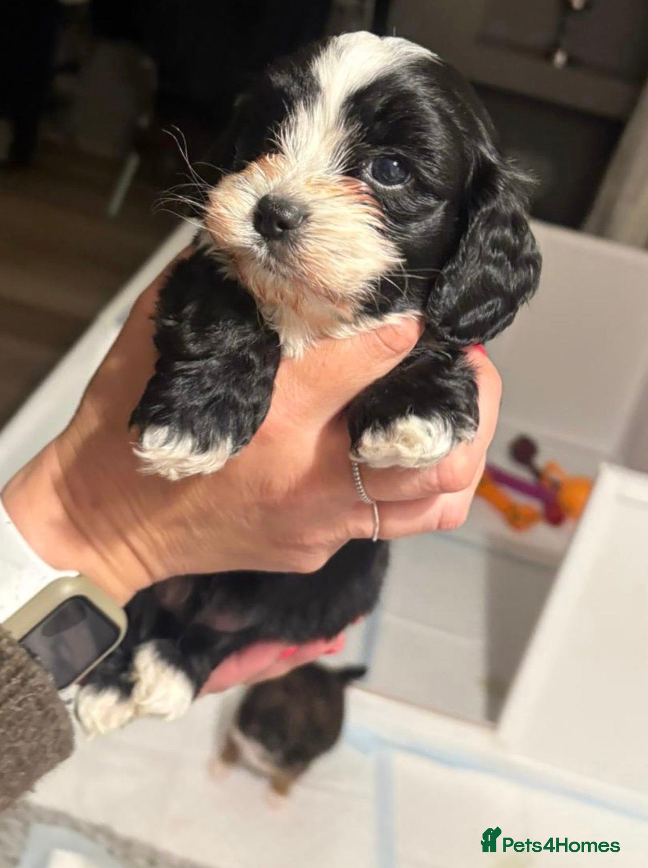 Mixed Breed dogs for sale: Cavapoochon puppies  in Worthing - Advert 4